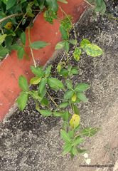 Rhinacanthus nasutus