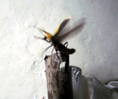 Chauliognathus distinguendus