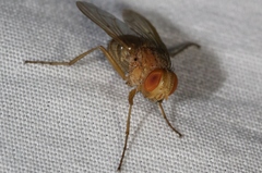 Ormia ochracea
