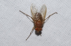 Ormia ochracea