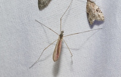 Dicranoptycha melampygia
