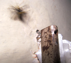 Chauliognathus distinguendus