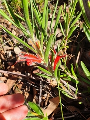 Adenanthos barbiger