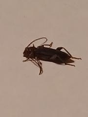 Phymatodes