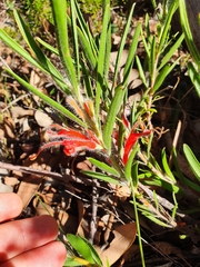 Adenanthos barbiger