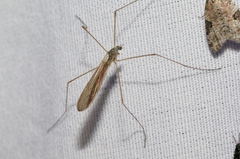 Dicranoptycha melampygia