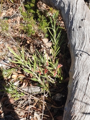 Adenanthos barbiger