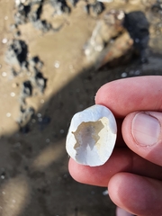 Venerupis largillierti