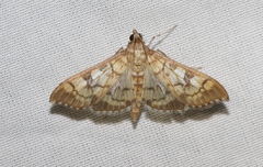 Mimorista subcostalis