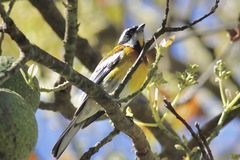 Spindalis dominicensis