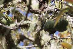 Spindalis dominicensis