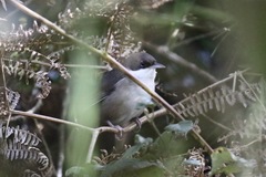 Calyptophilus tertius