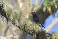 Turdus swalesi