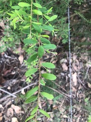 Grevillea quadricauda