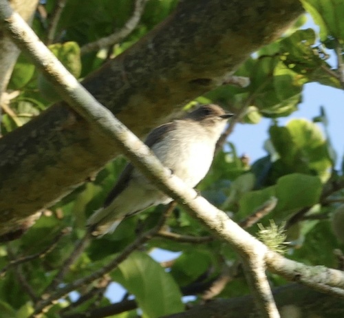Brown-backed Honeybird (Prodotiscus regulus), photo 10