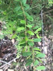 Grevillea quadricauda