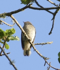 Prodotiscus regulus