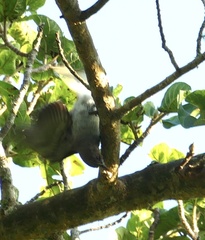Prodotiscus regulus