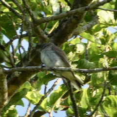 Prodotiscus regulus
