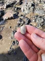 Venerupis largillierti