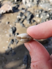 Venerupis largillierti