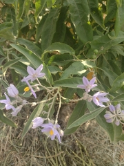 Solanum lanceolatum
