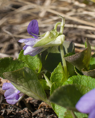 Viola rupestris