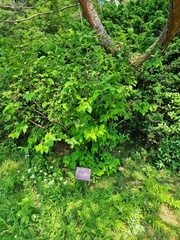 Weigela subsessilis