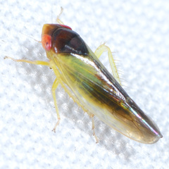Colladonus aureolus