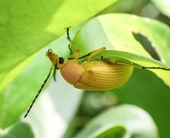Cteniopus sulphureus