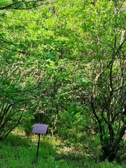 Rhododendron mucronulatum