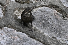 Turdus mandarinus