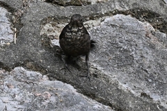 Turdus mandarinus