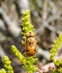 Eristalinus flavus
