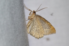 Macaria austrinata