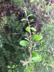 Grevillea quadricauda