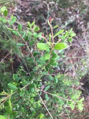 Grevillea quadricauda