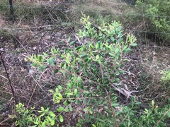 Grevillea quadricauda
