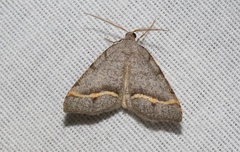 Macaria austrinata