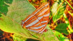 Adelpha syma