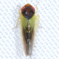 Colladonus aureolus
