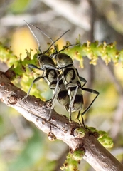 Chlorophorus reductus