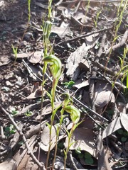 Pterostylis striata
