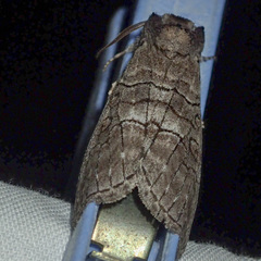 Discophlebia celaena