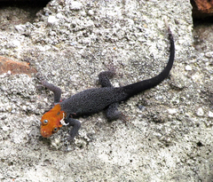 Gonatodes albogularis