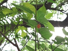 Broussonetia monoica