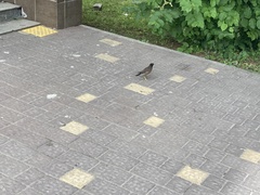 Acridotheres tristis