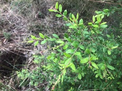 Grevillea quadricauda