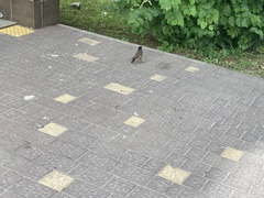 Acridotheres tristis