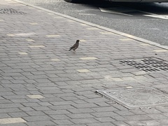 Acridotheres tristis